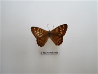 藏品(玉山幽眼蝶)的圖片